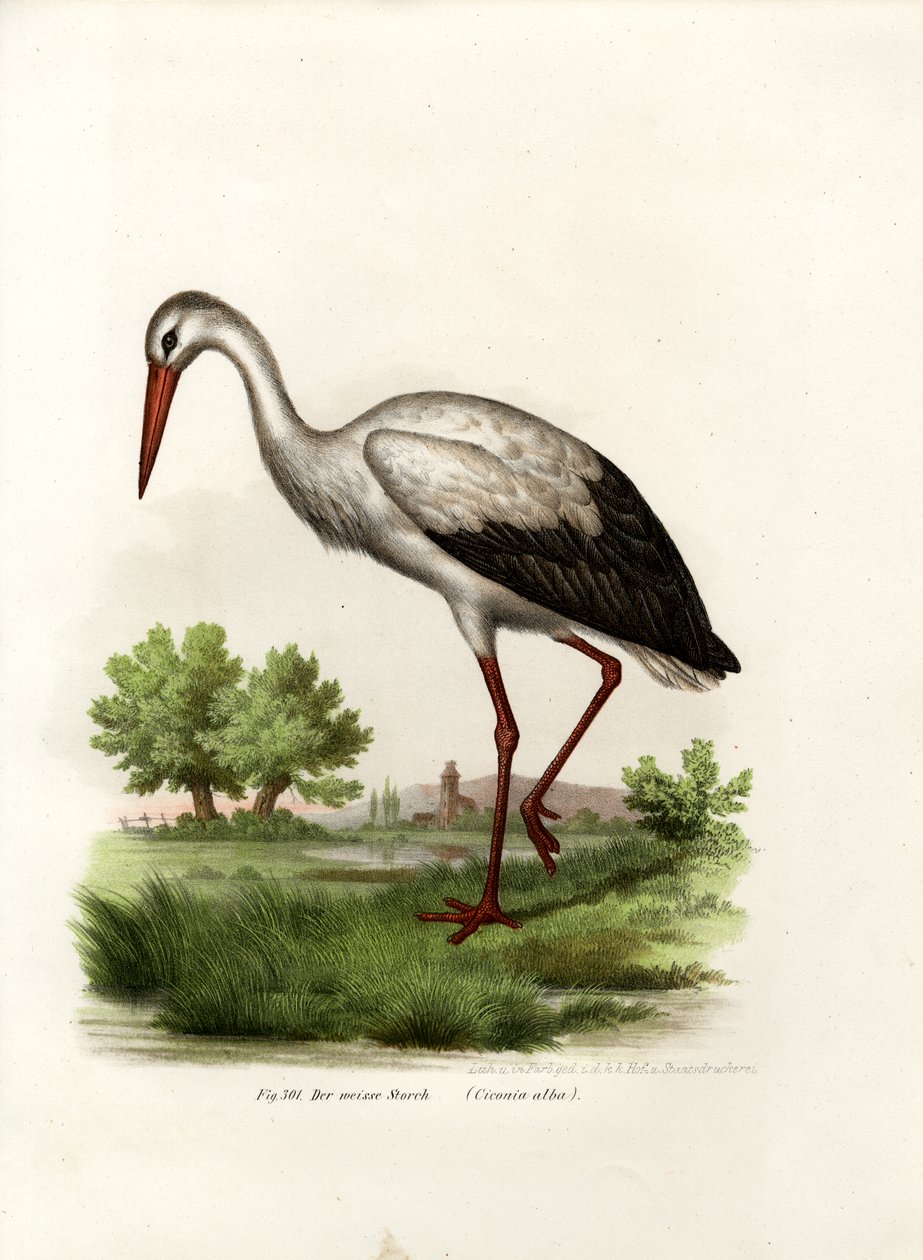 Vita storken, 1864 av German School