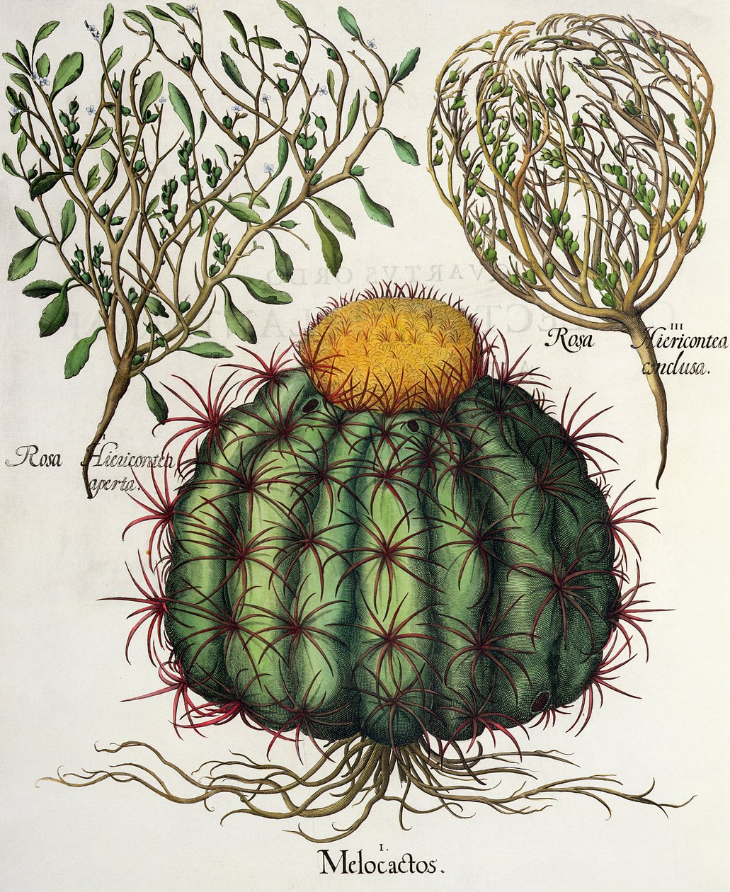 1. Melocactus; 2.Rosa Hiericontea 3.Rosa Hiericontea, från Hortus Eystettensis av Basil Besler (1561-1629), pub. 1613 av German School