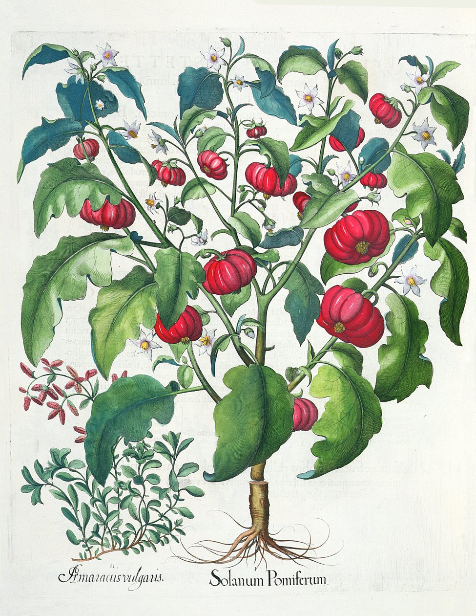 1. Solanum frukt 2. Amaracus vulgaris, från Hortus Eystettensis av Basil Besler (1561-1629), pub. 1613 av German School