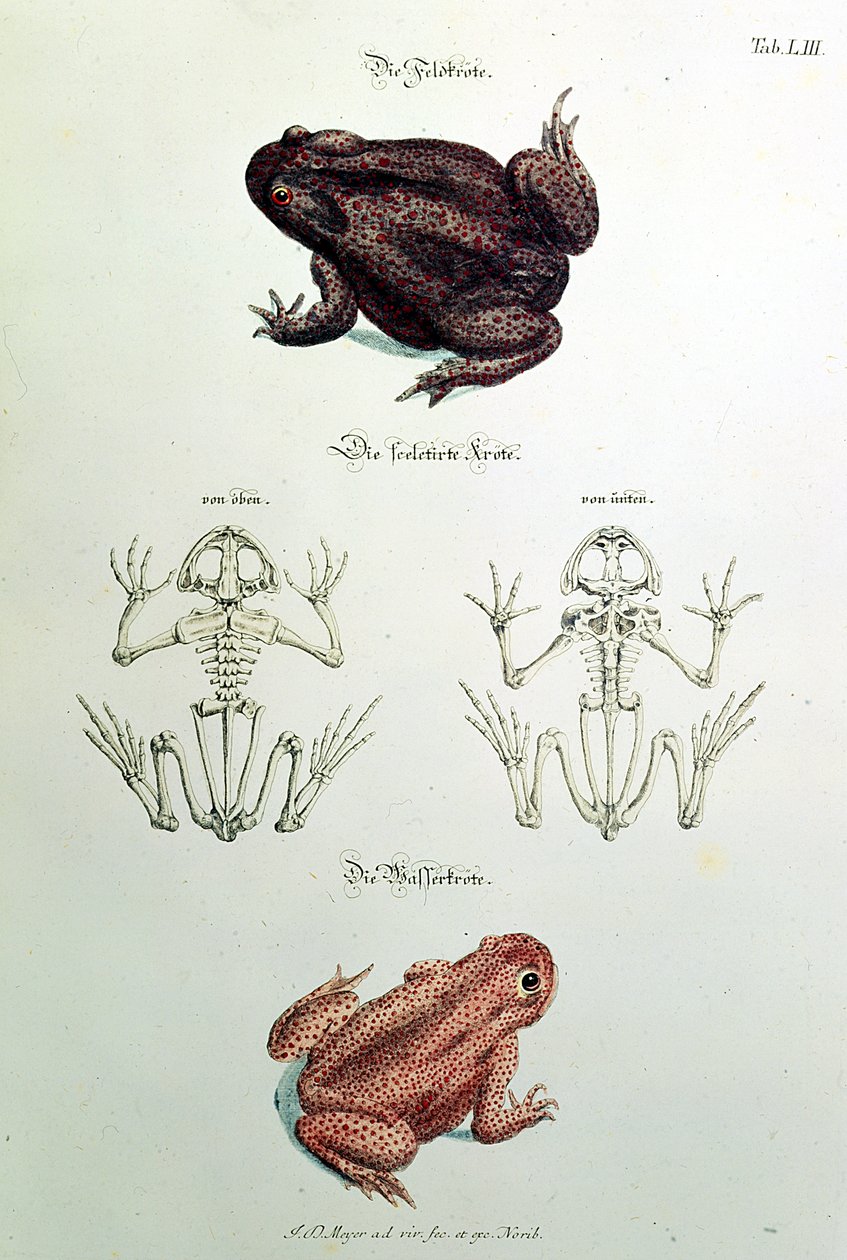 460 fol.1 Paddor, tallrik LIII från 