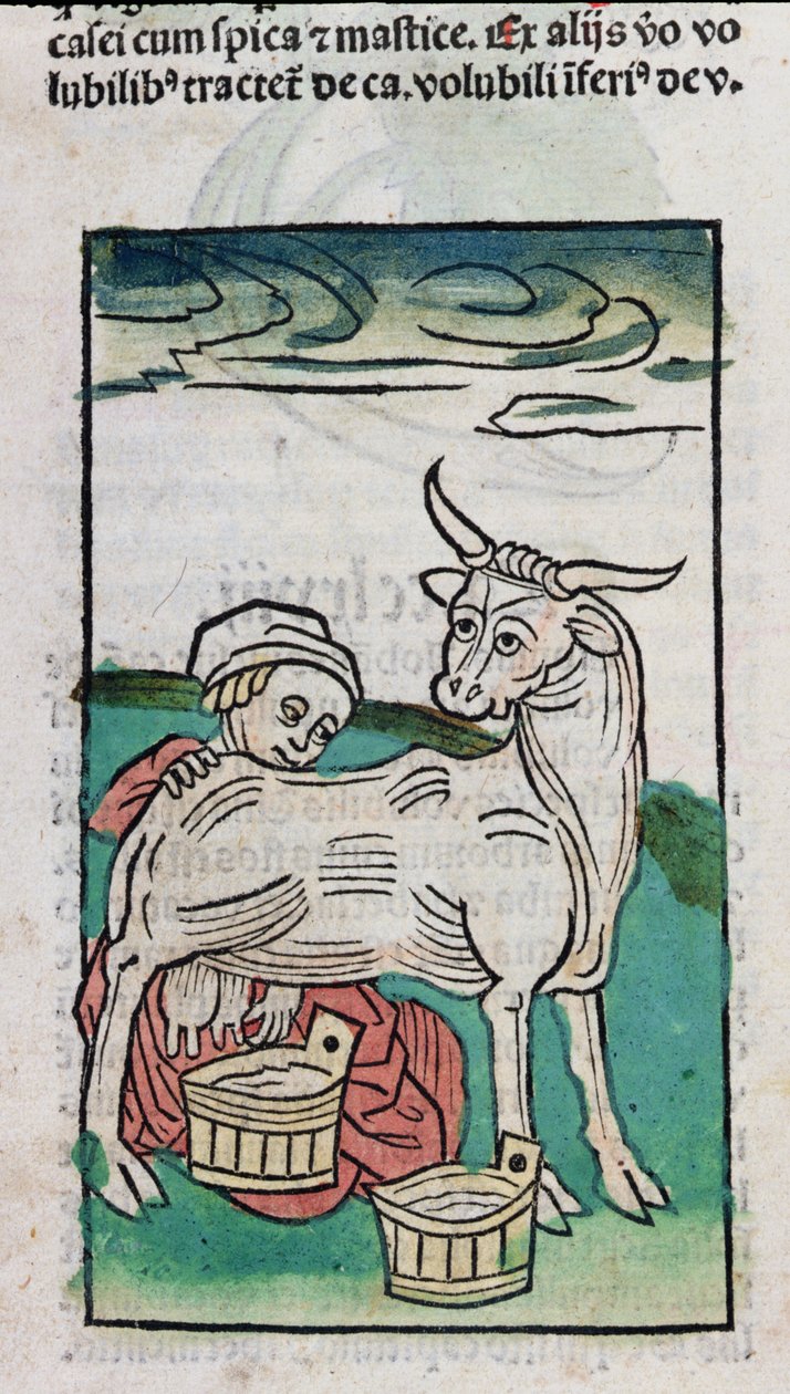 A Maid Milking a Cow, 1491 (färgat träsnitt) av German School