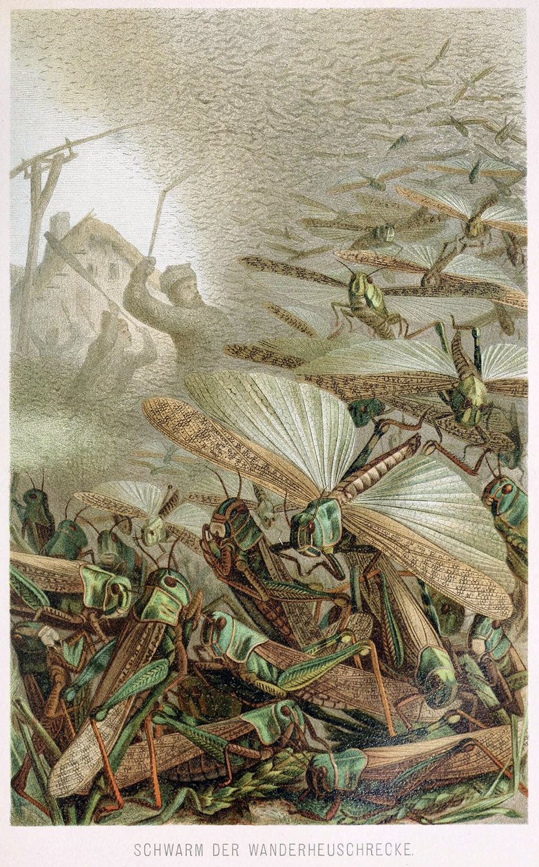 En svärm av gräshoppor, från Brehms Tierleben, pub. 1860-talet av German School