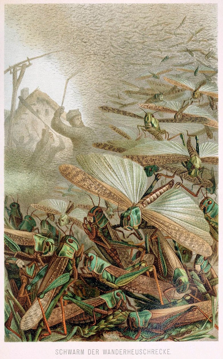 En svärm av gräshoppor, från Brehms Tierleben, pub. 1860-talets färglitografi, 1860. av German School