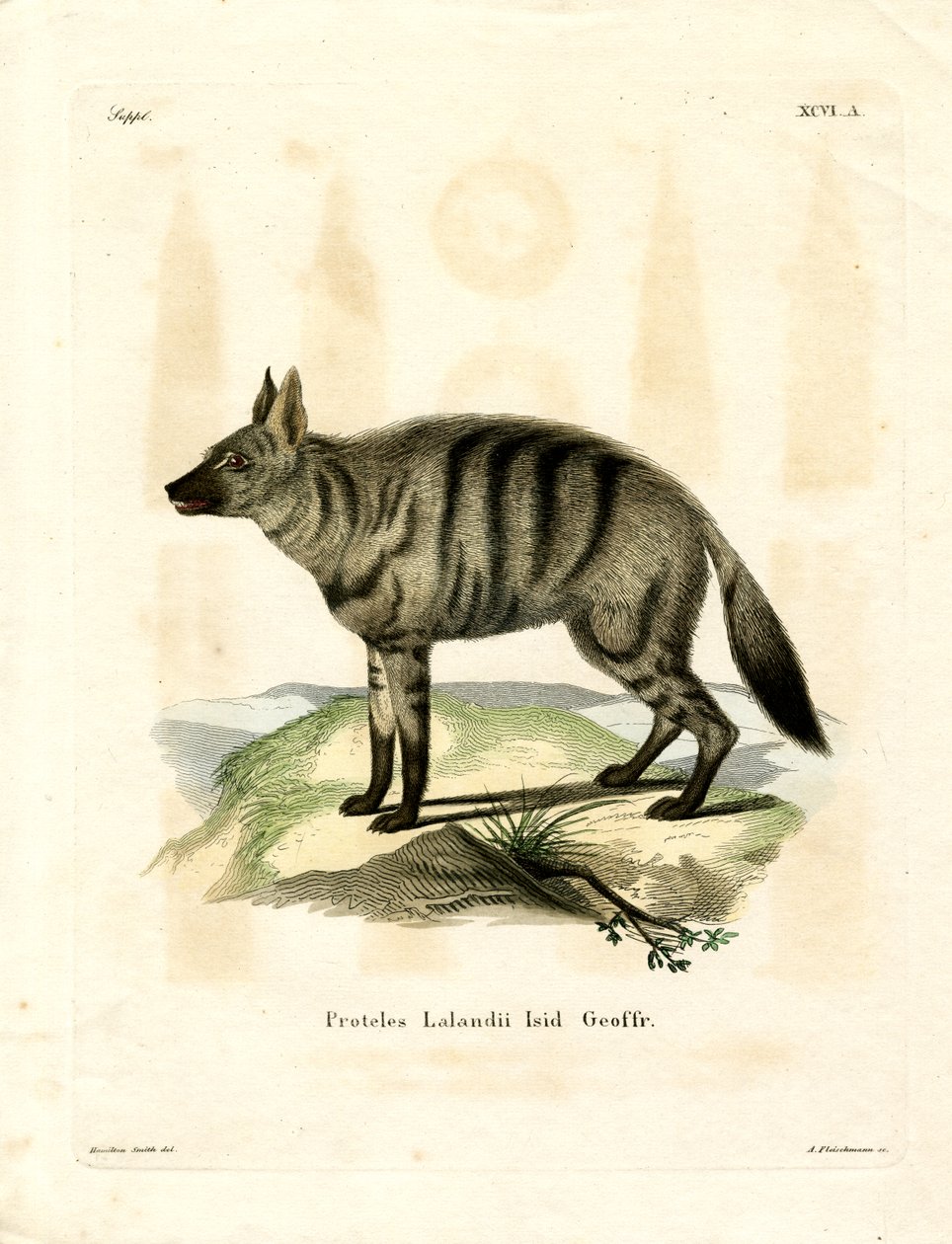 Aardwolf (färgad gravyr) av German School