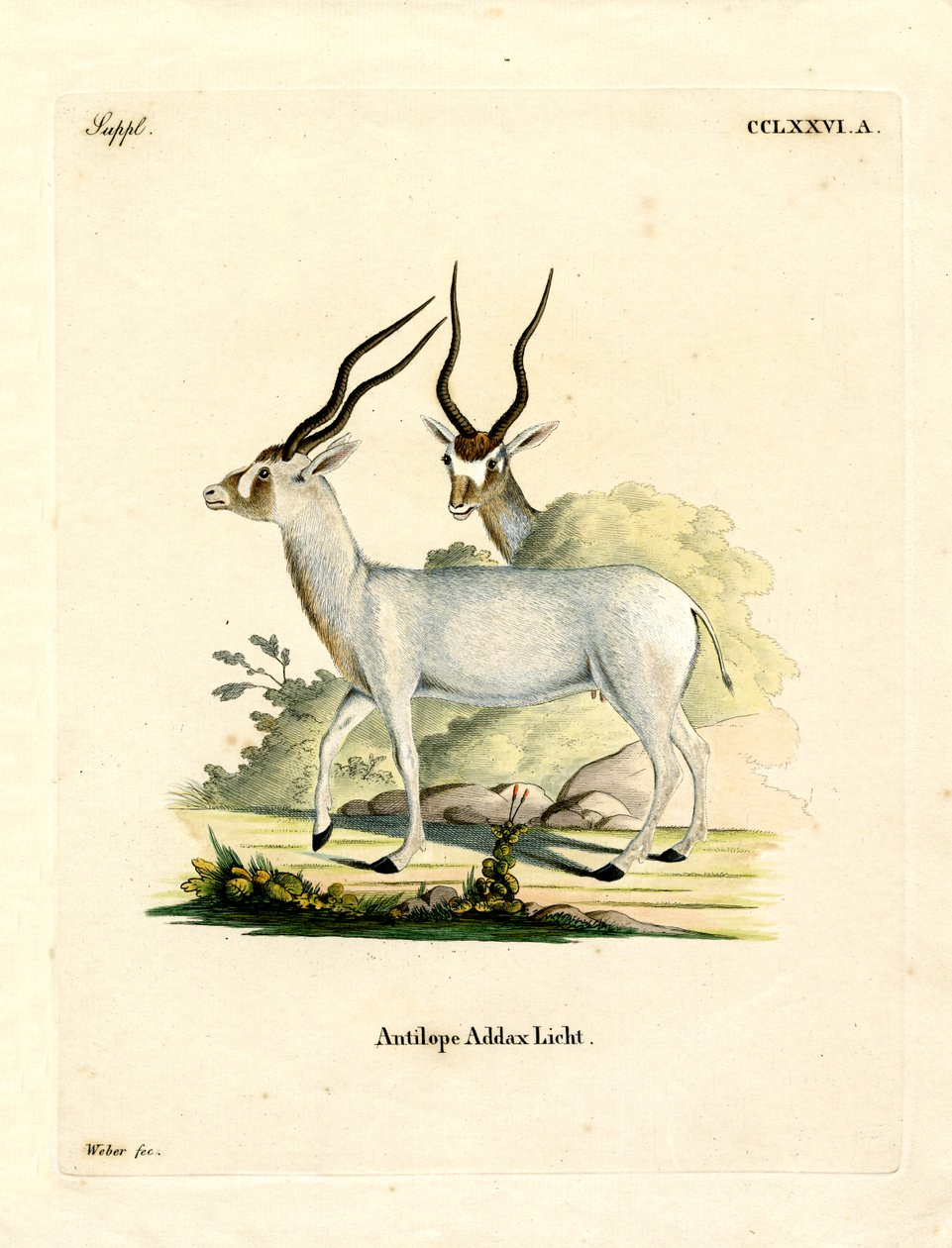Addax Antilope (färgad gravyr) av German School