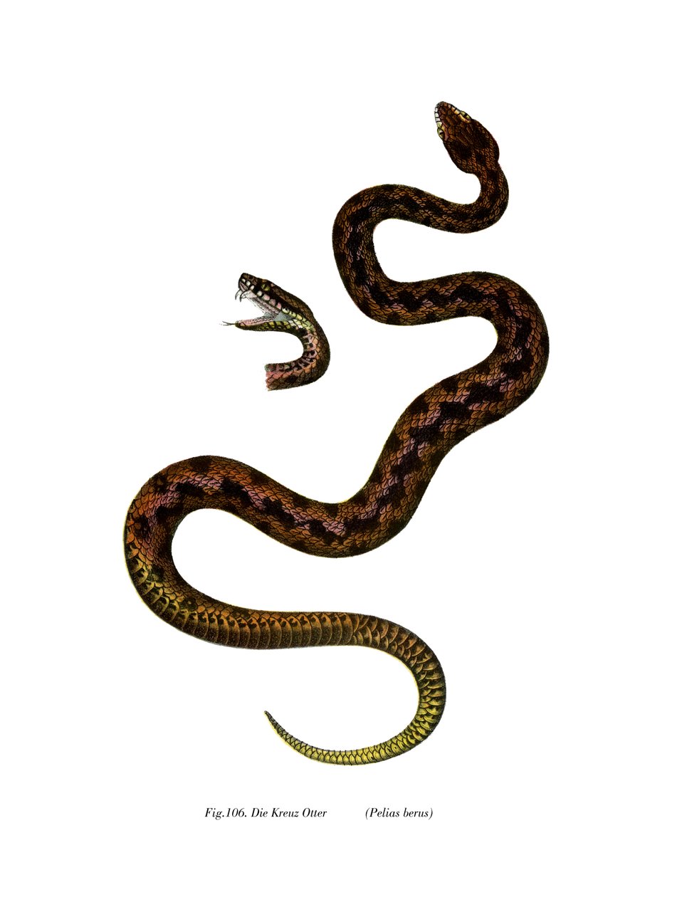 Adder (färg litho) av German School
