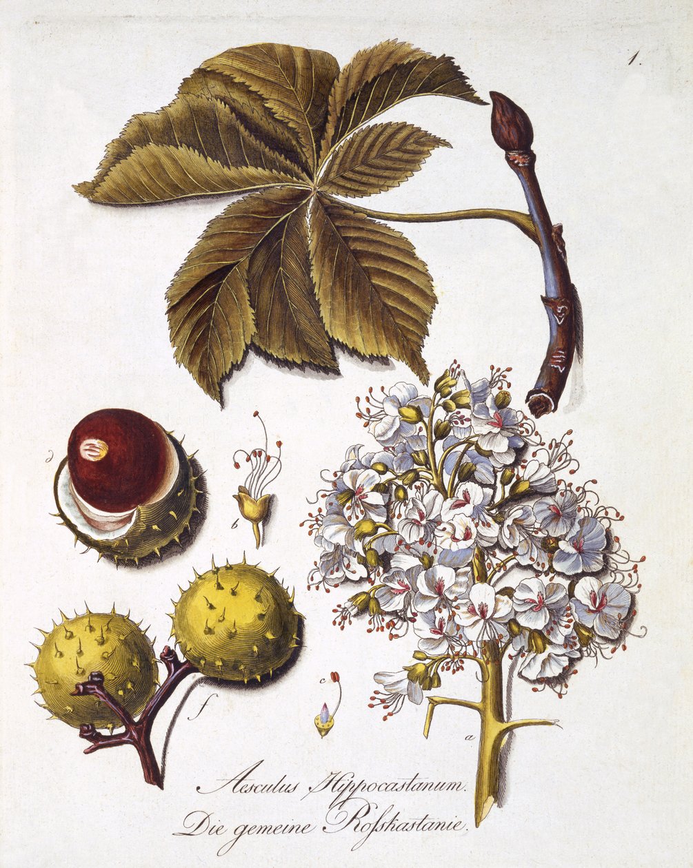 Aesculus Hippocastanum, från "A Comprehensive Work on All Species of Wood" av Johann Daniel von Reitter, publicerad 1803-05 (färgad gravyr) av German School