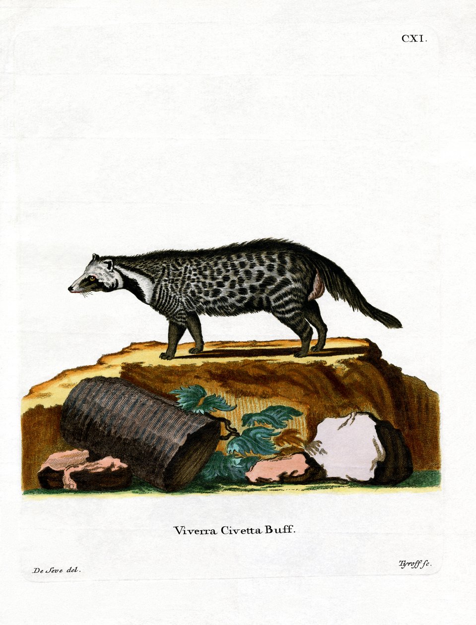 African Civet (färgad gravyr) av German School
