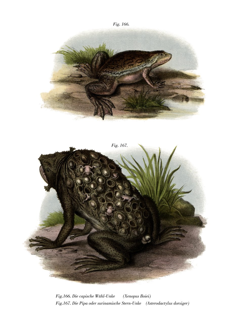 African Clawed Frog (litho i färg) av German School