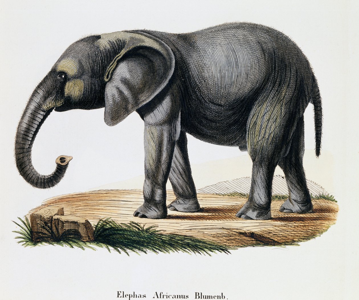 Afrikansk elefant (Elephas africanus), från däggdjur illustrerade från naturen med beskrivningar, av Johann Christian Daniel von Schreber (1739-1810), gravyr av IC Bock efter teckning av A Fleischmann, Tyskland av German School