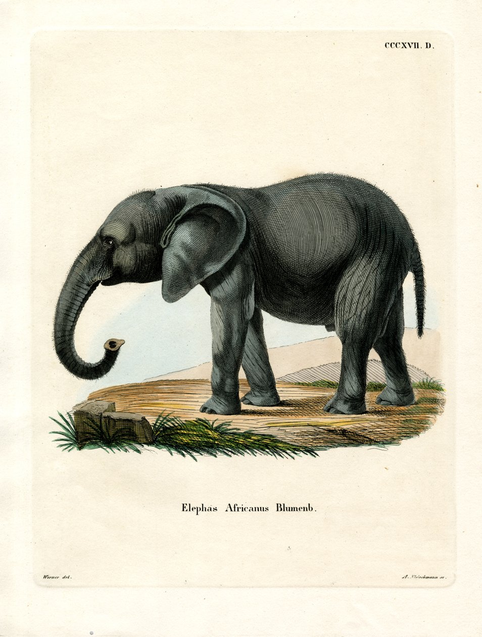 Afrikansk elefant (färgad gravyr) av German School