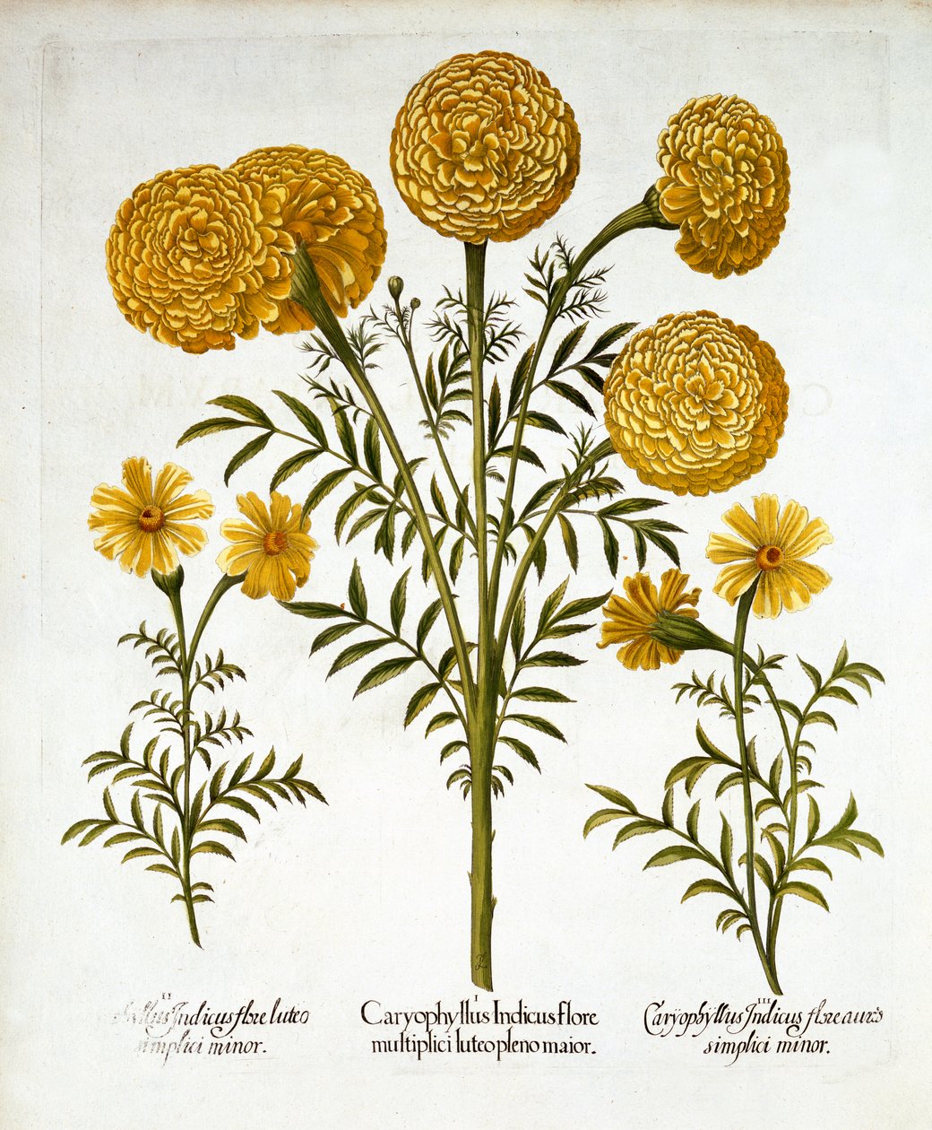 Afrikanska ringblommor och franska ringblommor, från Hortus Eystettensis, av Basil Besler (1561-1629), pub. 1613 (handfärgad gravyr) av German School