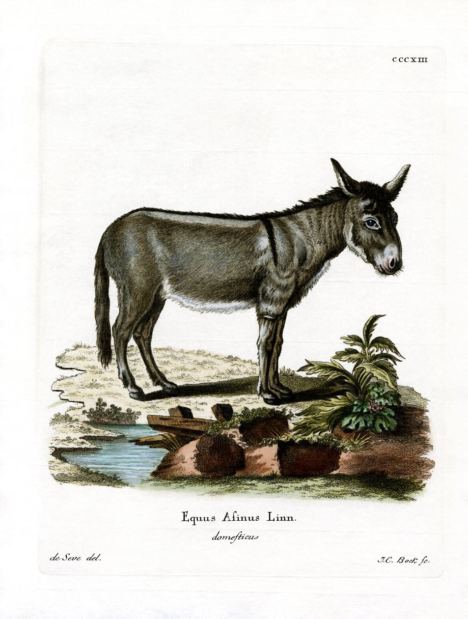 African Wild Ass (färgad gravyr) av German School