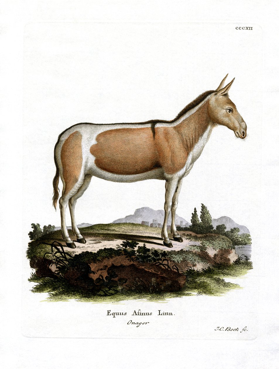 African Wild Ass (färgad gravyr) av German School