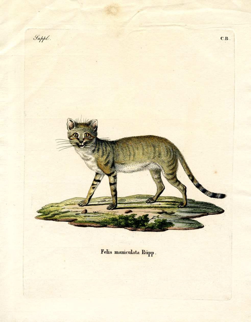 Afrikansk vildkatt (färgad gravyr) av German School