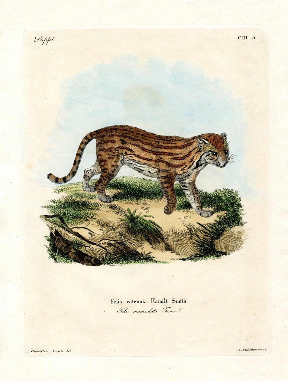 Afrikansk vildkatt (färgad gravyr) av German School