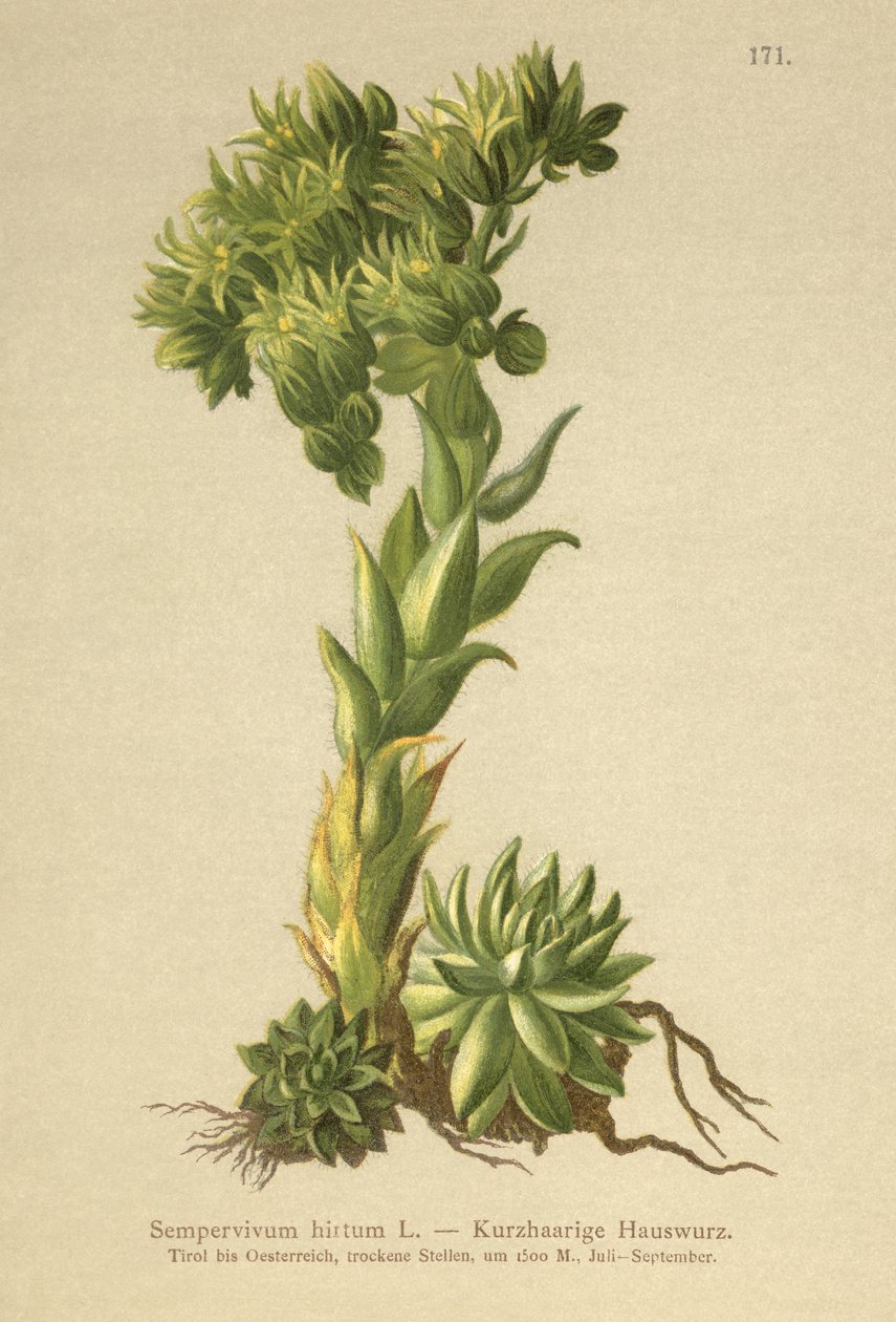 Allionii Houseleek (Sempervivum hirtum, Jovibarba hirta) av German School