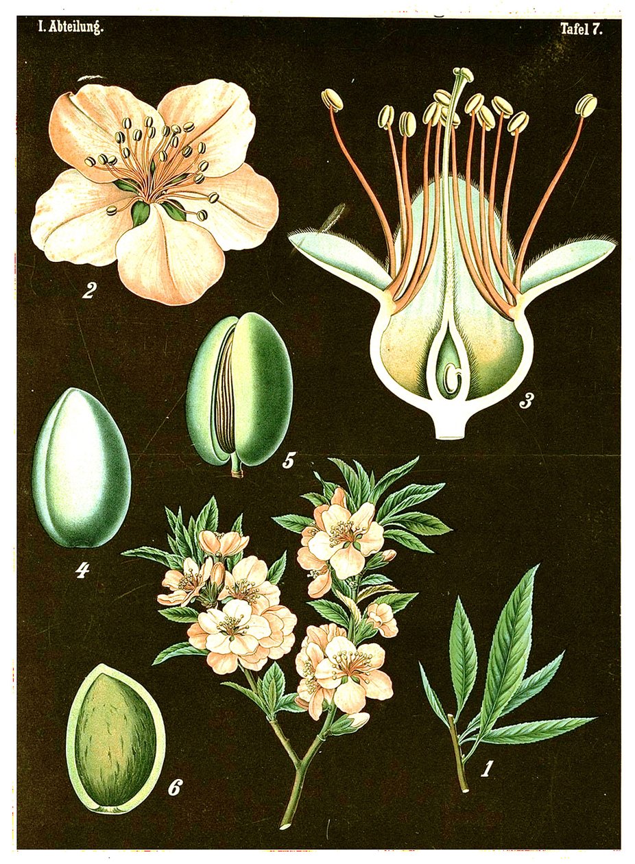 Mandel (Prunus Amygdalus) c.1890 (kromolitografi) av German School