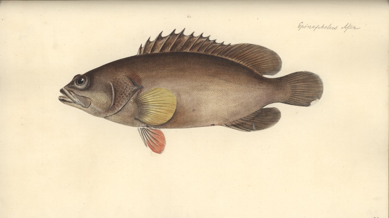 Alphestes afer, före 1793 (wc på papper) av German School
