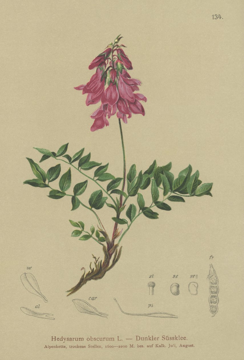 Alpin (Hedysarum obscurum, Hedysarum hedysaroides) av German School