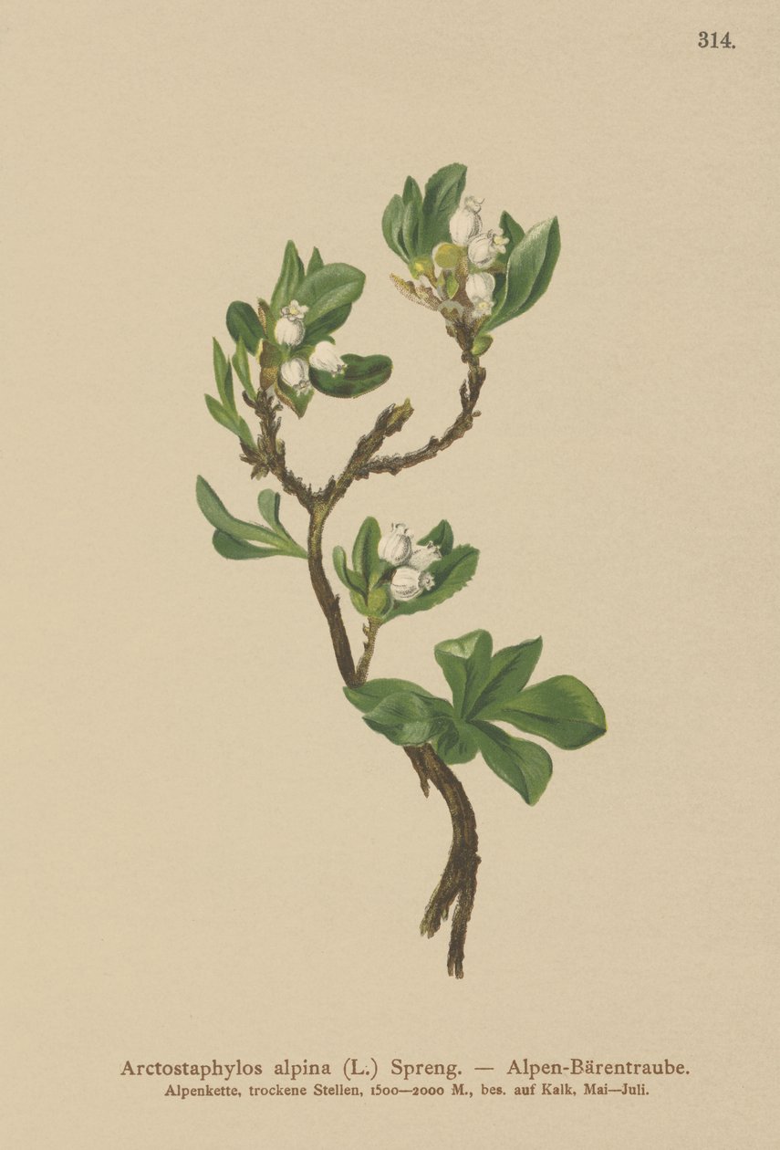 Alpin björnbär (Arctostaphylos alpina, Arctostaphylos alpinus) av German School
