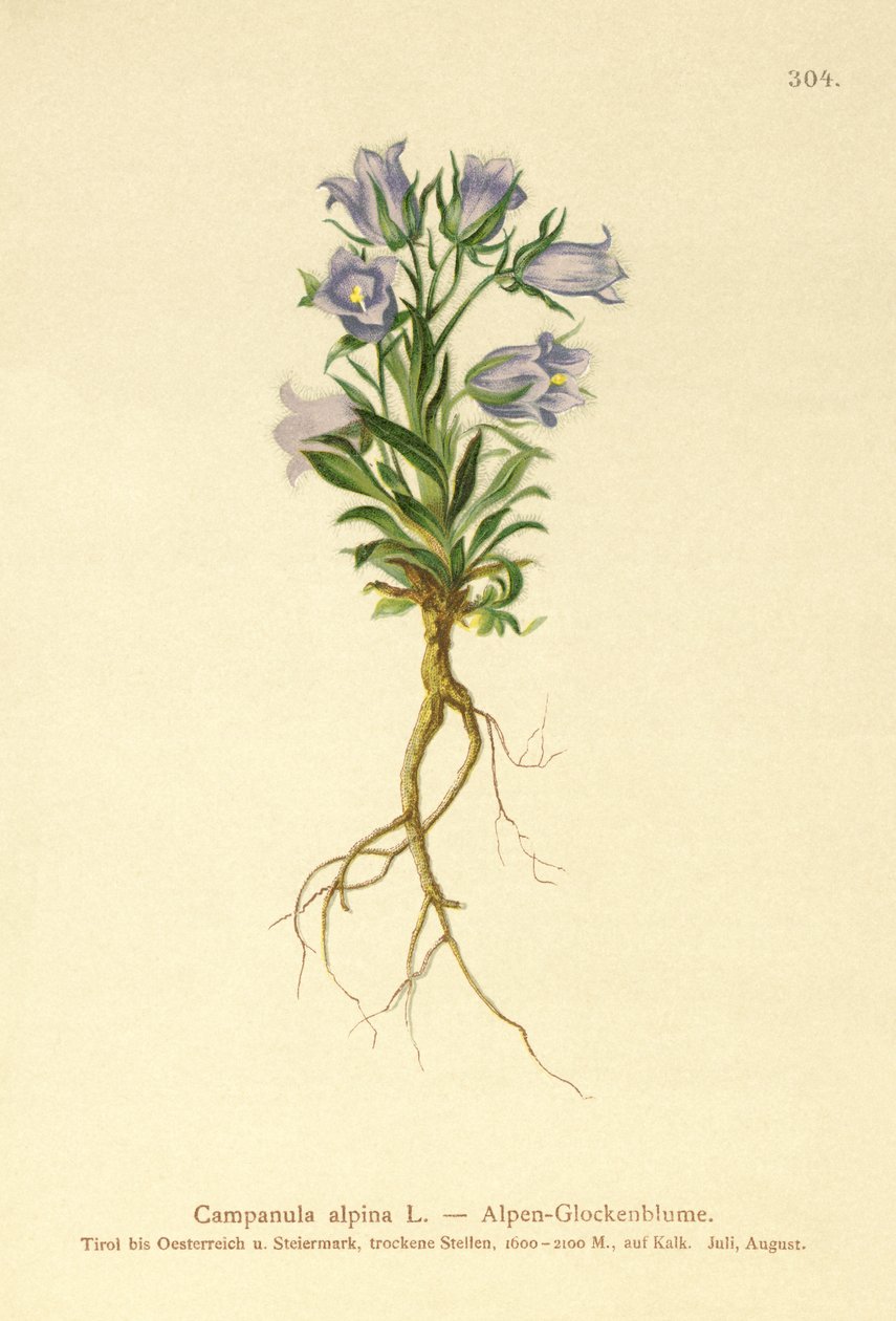 Alpklockor (Campanula alpina) av German School