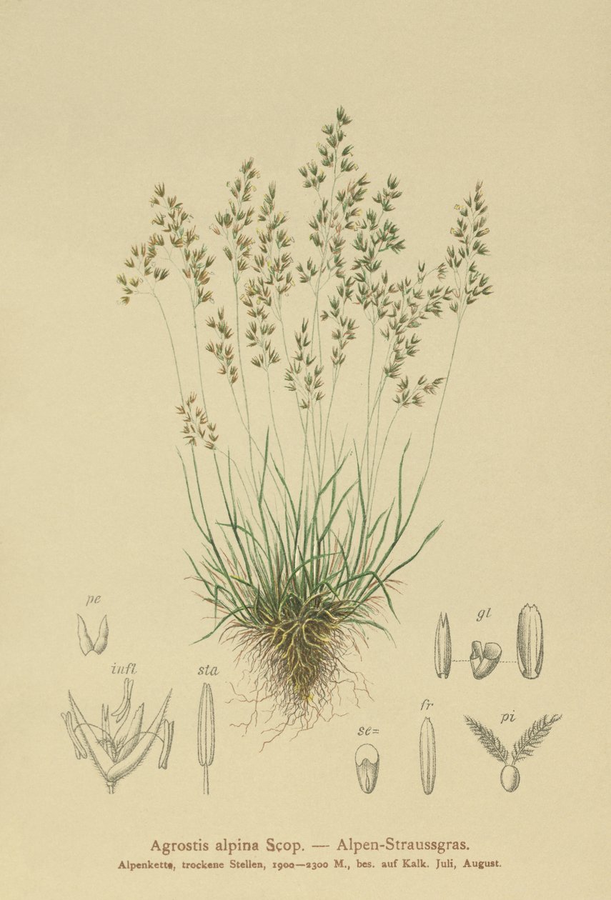alpbentgräs (Agrostis alpina, Aira flavescens) av German School