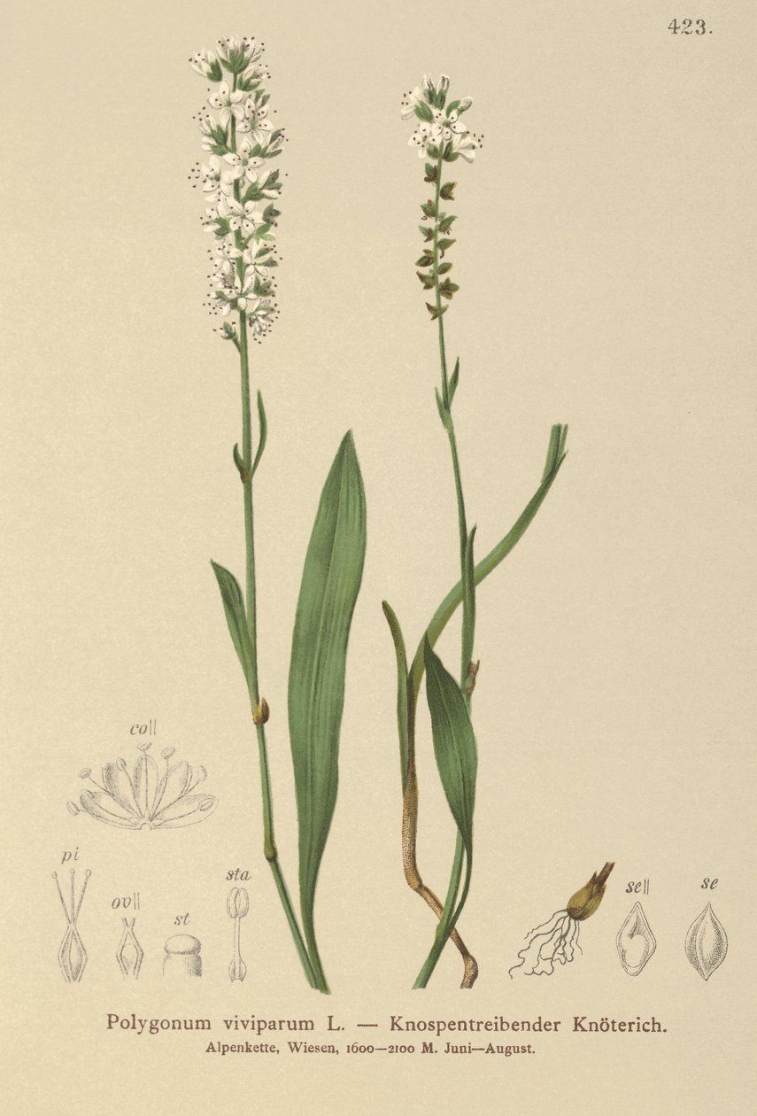 alpin bistort (Bistorta vivipara, Polygonum viviparum, Persicaria vivipara) av German School