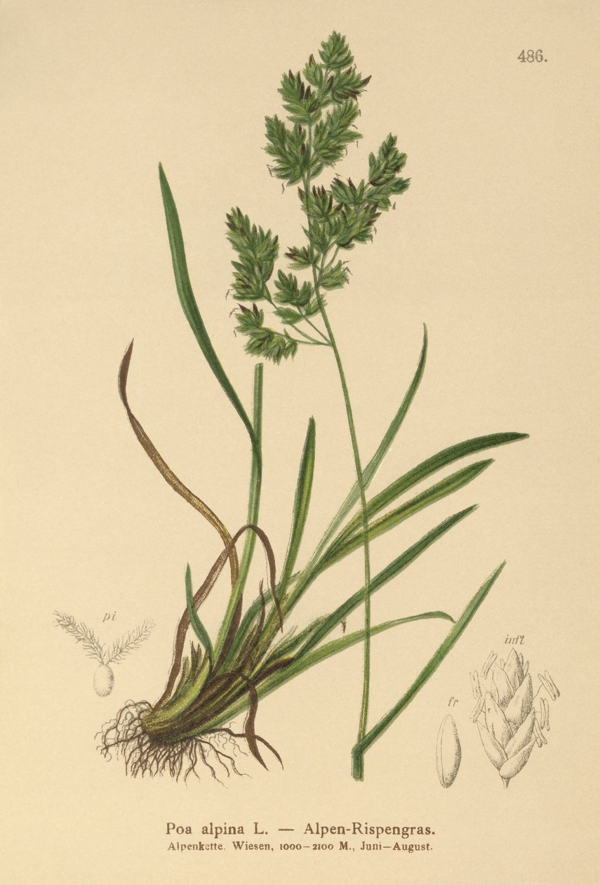 alpin blågräs (Poa alpina) av German School