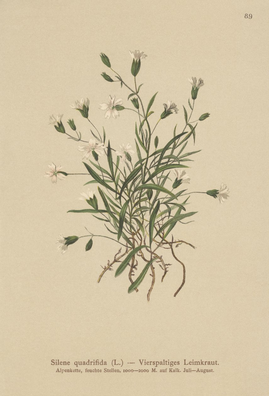 Alpin Campion (Silene quadrifida, Ixoca quadrifida) av German School