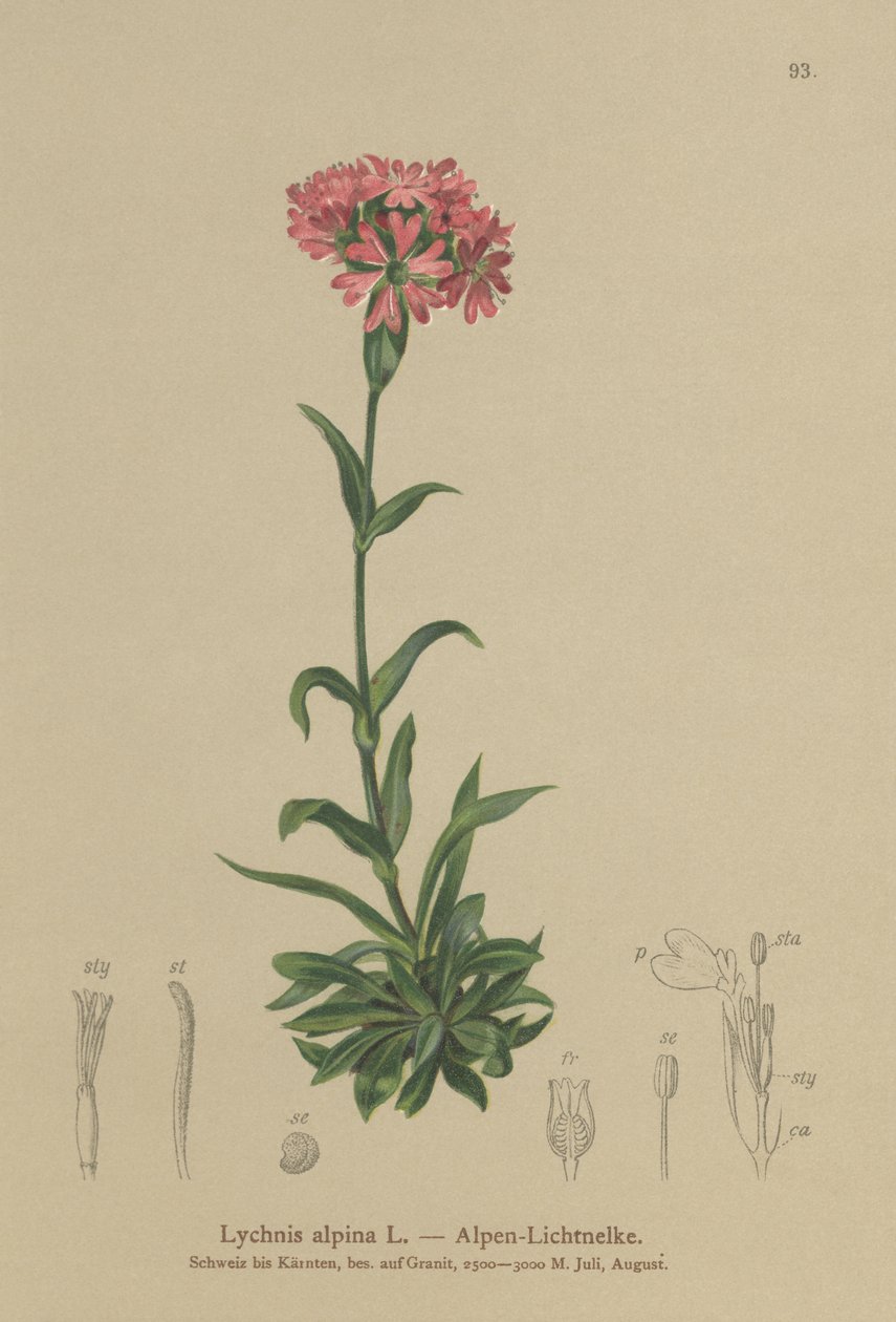 Alpin fångfluga (Lychnis alpina, Silene suecica) av German School