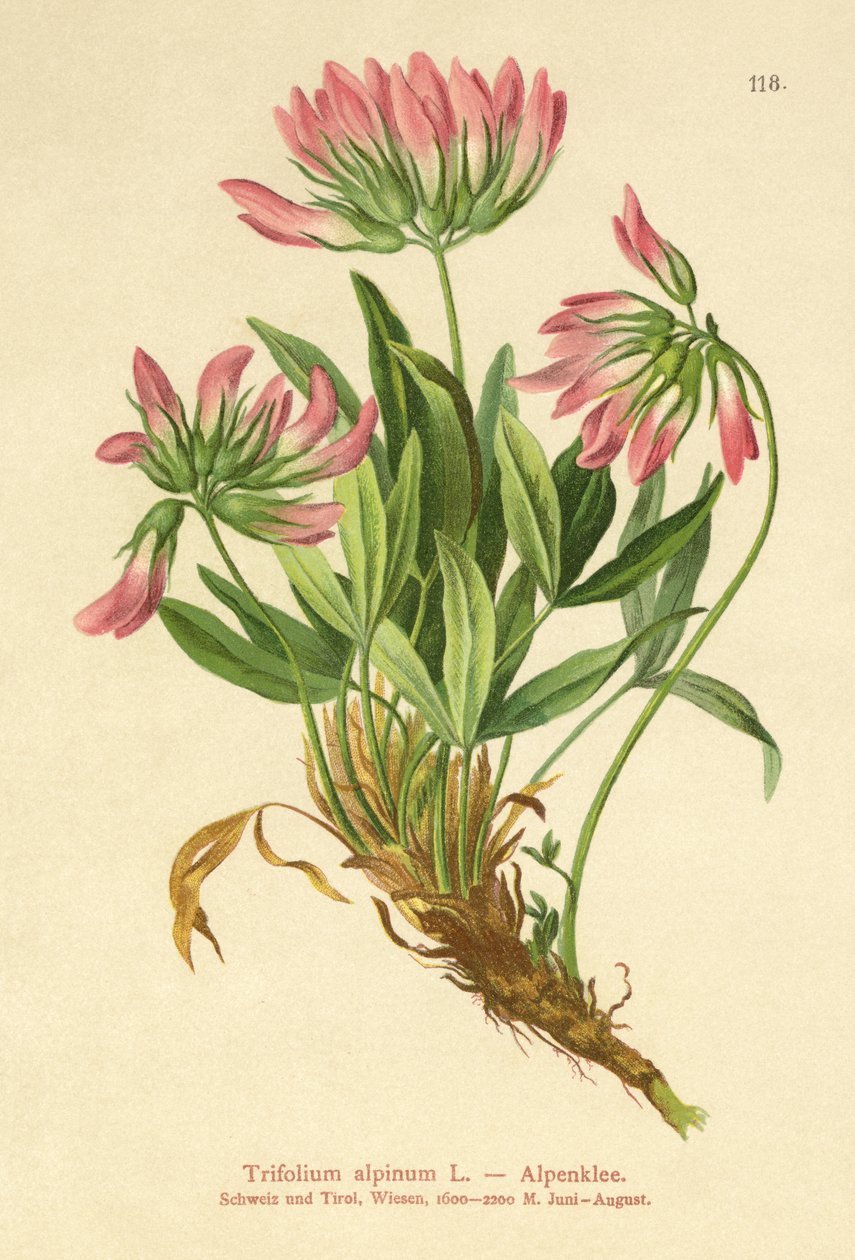 Alpklöver (Trifolium alpinum) av German School