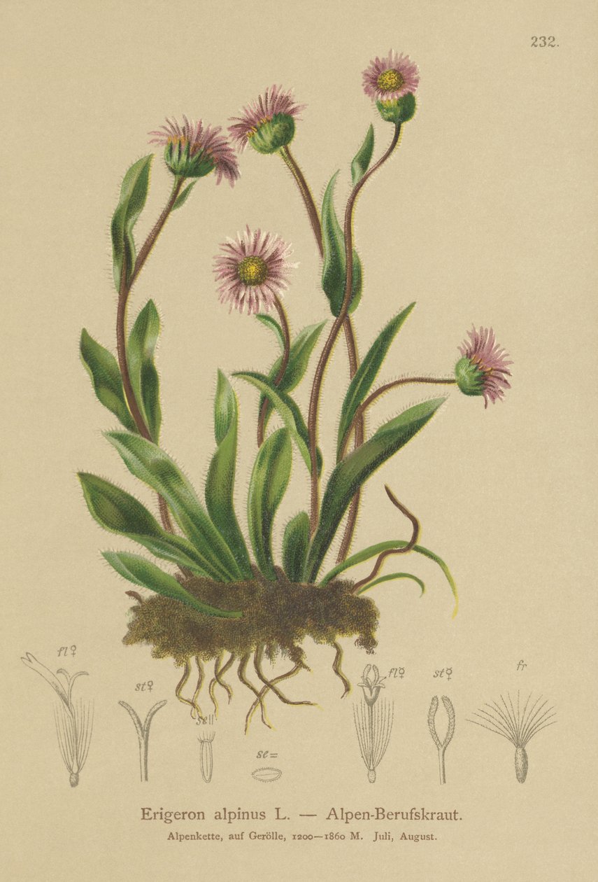 Alpin Erigeron (Erigeron alpinus) av German School