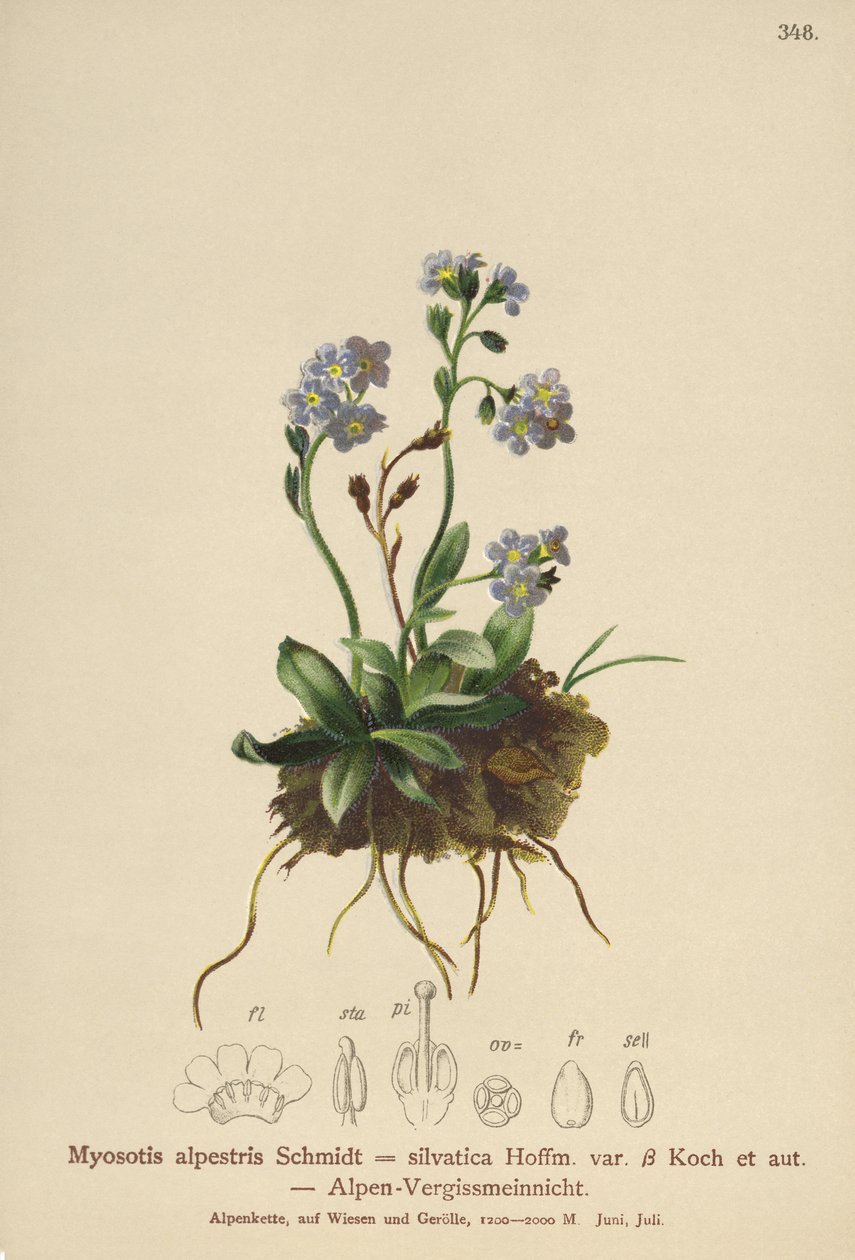Alpint förgätmigej (Myosotis alpestris, Myosotis silvatica) av German School