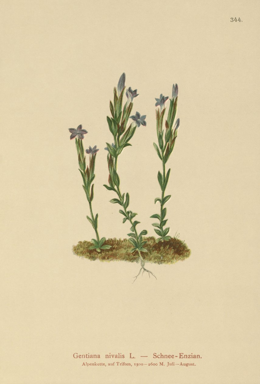 Alpgentiana (Gentiana nivalis) av German School