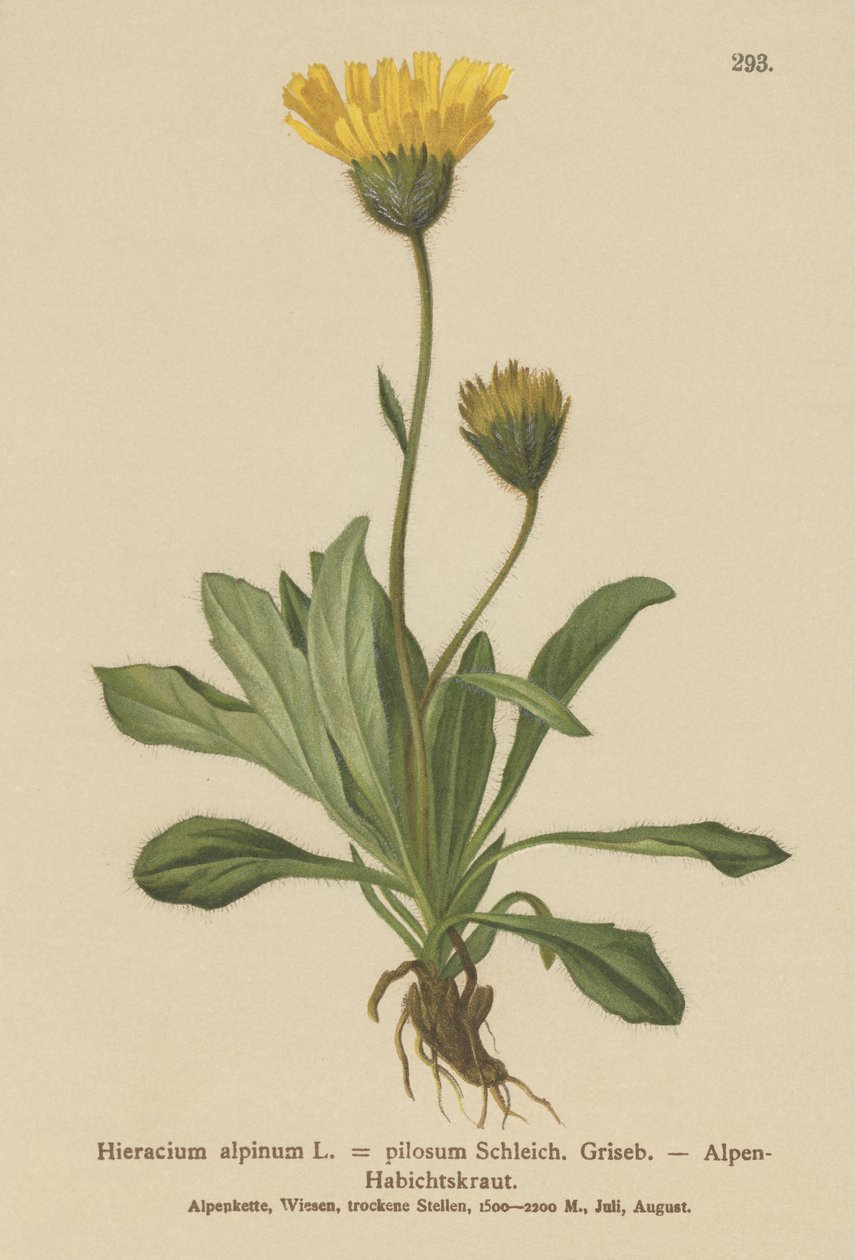 Alpin hökgräs (Hieracium alpinum, Hieracium alpenum, Hieracium pilosum) av German School