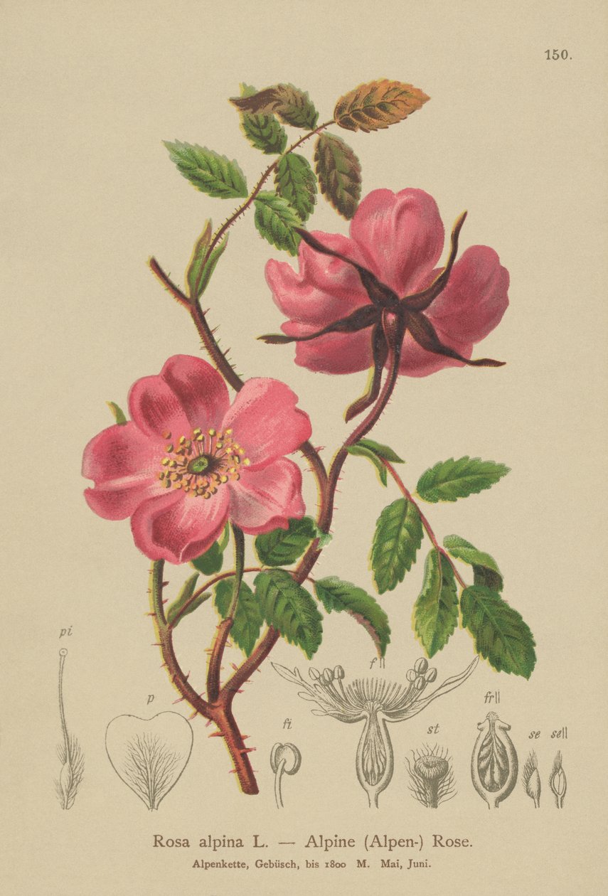 Alpin häckros (Rosa alpina, Rosa pendulina) av German School
