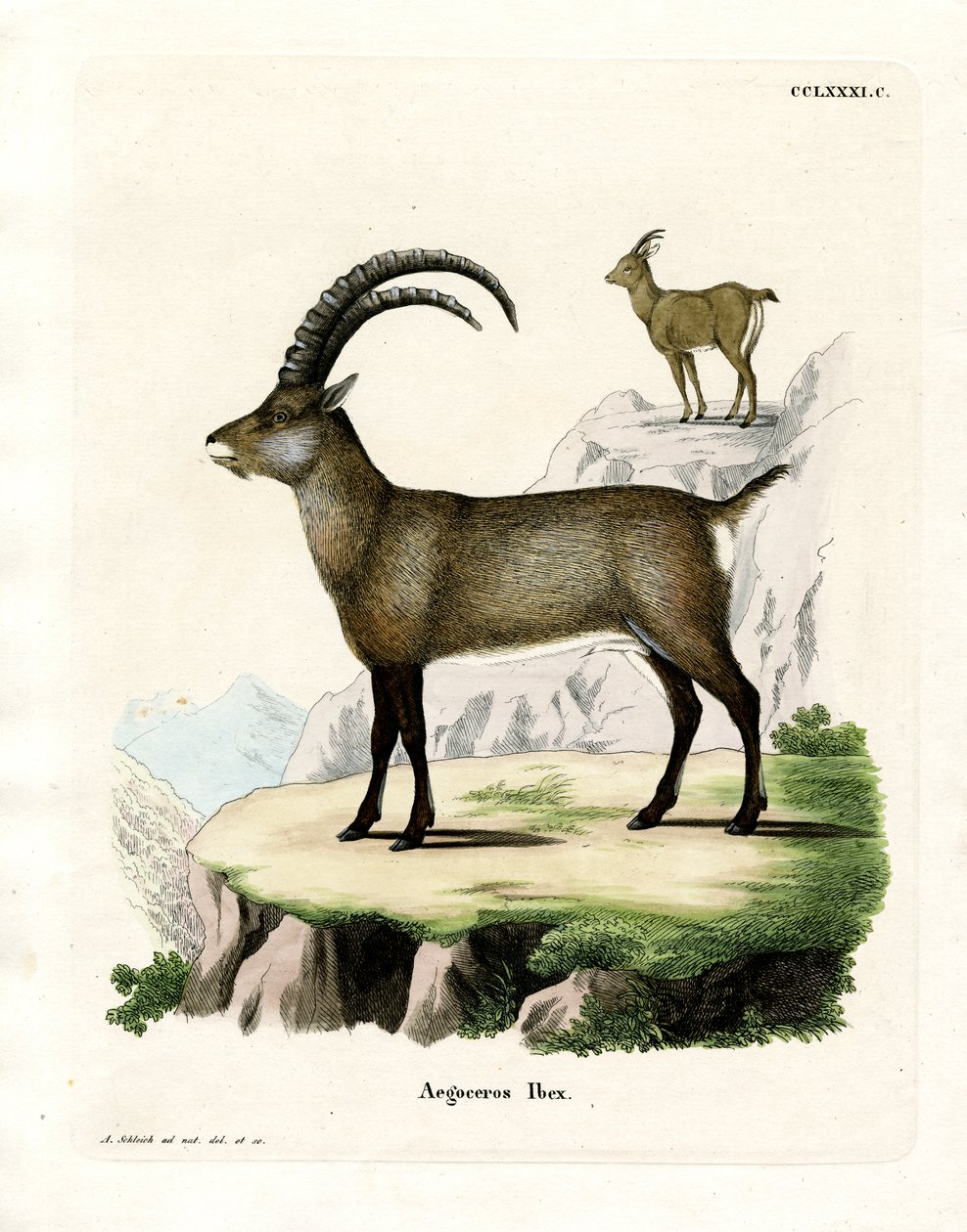 Alpine Ibex (färgad gravyr) av German School