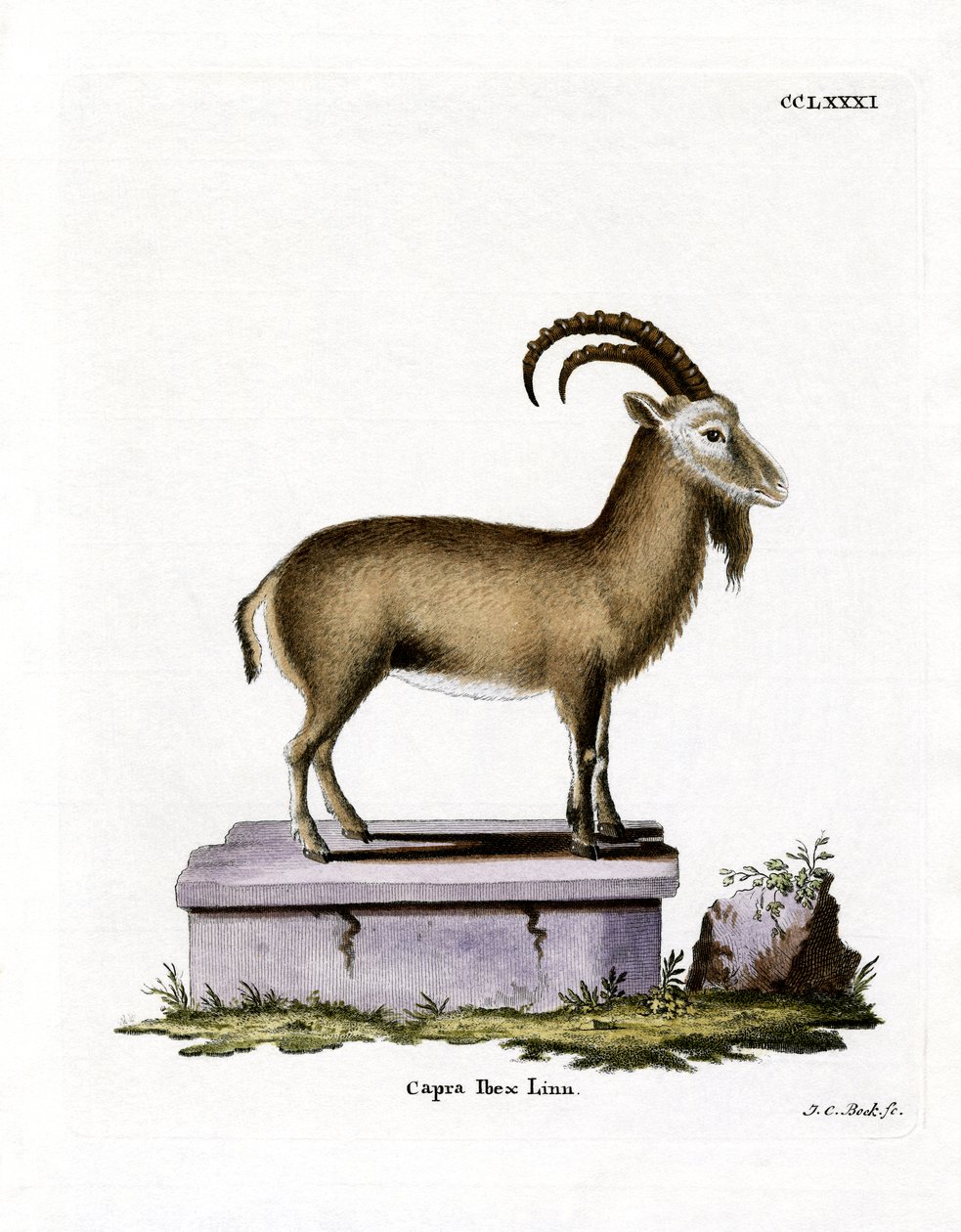 Alpine Ibex (färgad gravyr) av German School