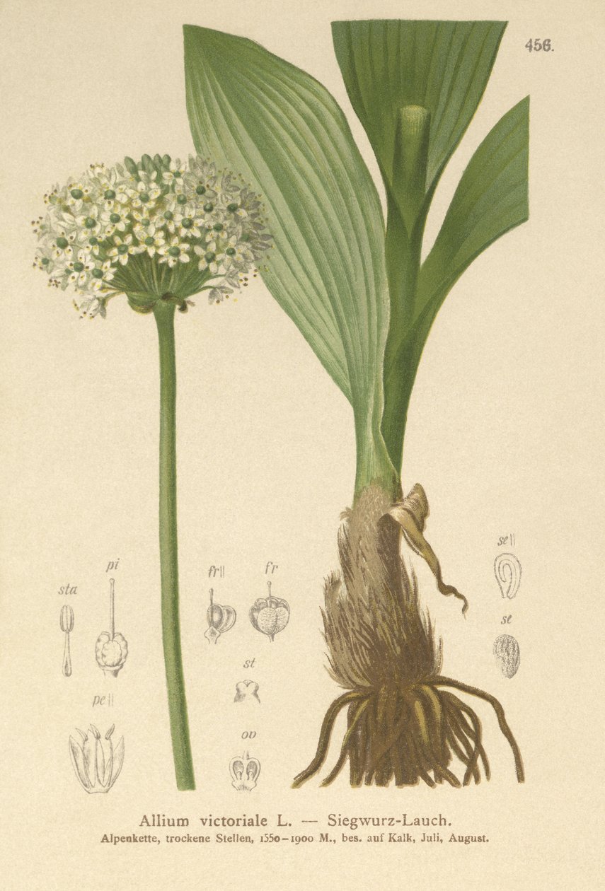 Alppurjolök (Allium victorialis, Allium victoriale, Lök victoryalis, Geboscon triphylum, Allium plantagineum, Allium anguinum) av German School