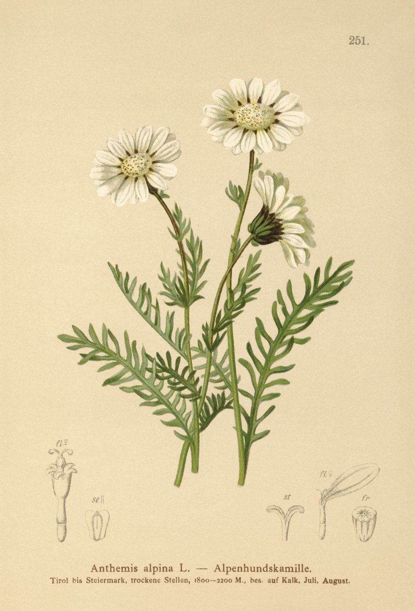 Alpin majgräs (Anthemis alpina, Achillea oxyloba subsp. schuri) av German School