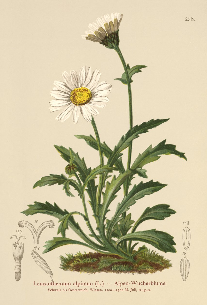 Alpine Moon Daisy (Leucanthemum alpinum, Leucanthemopsis alpina, Chrysanthemum alpinum, Tanacetum alpinum) av German School