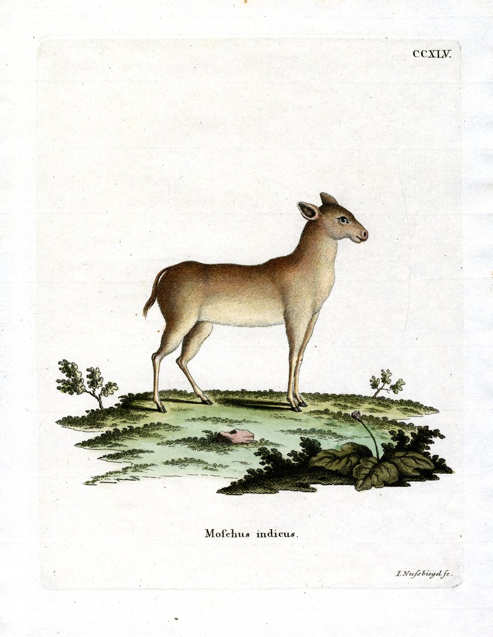 Alpine Mysk Deer (färgad gravyr) av German School