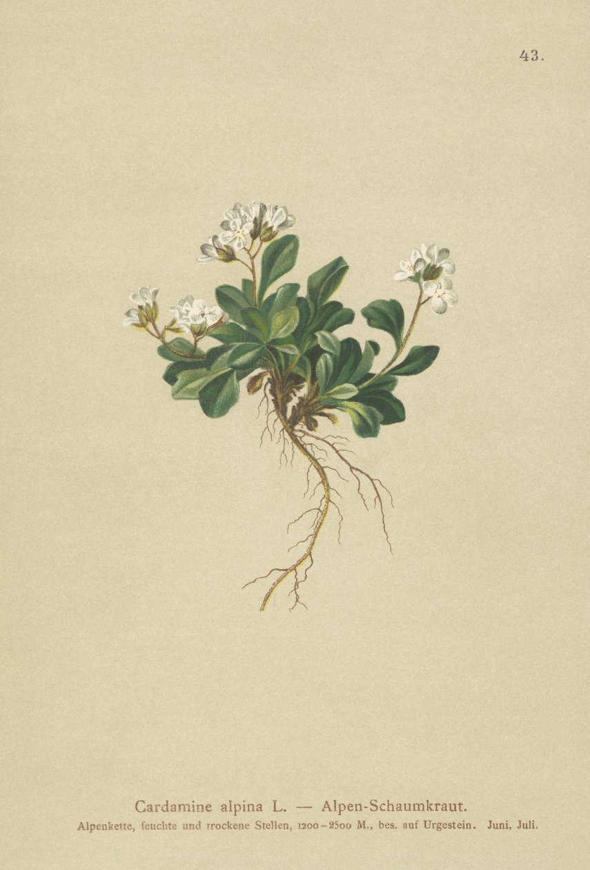 Alpin nordlig klippkrasse (Cardamine alpina) av German School