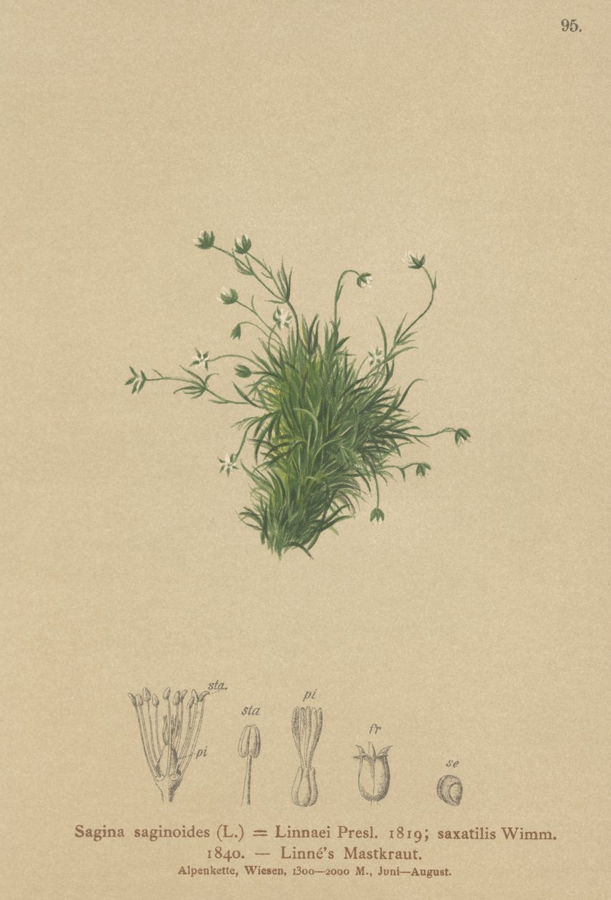 Alppärlört (Sagina saginoides, Sagina Linnaei, Sagina saxatilis) av German School