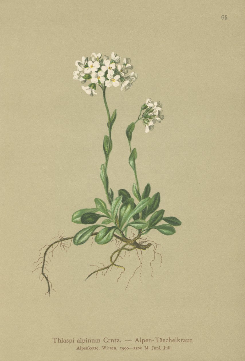 Fjällkrasse (Thlaspi alpinum, Noccaea alpestris subsp. alpestris, Thlaspi minimum, Noccaea crantzii, Thlaspi kerneri, Thlaspi alpinum var. kerneri, Thlaspi alpestre) av German School