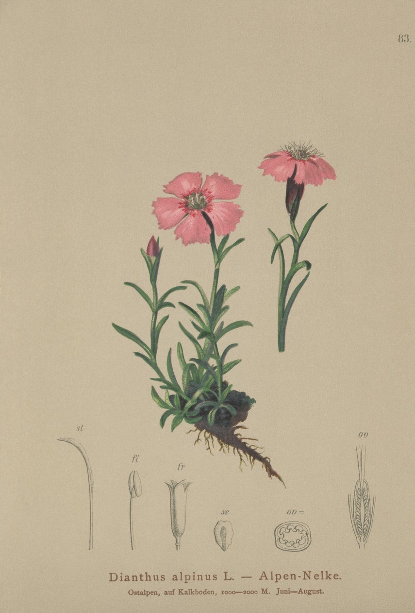 Alprosa (Dianthus alpinus) av German School