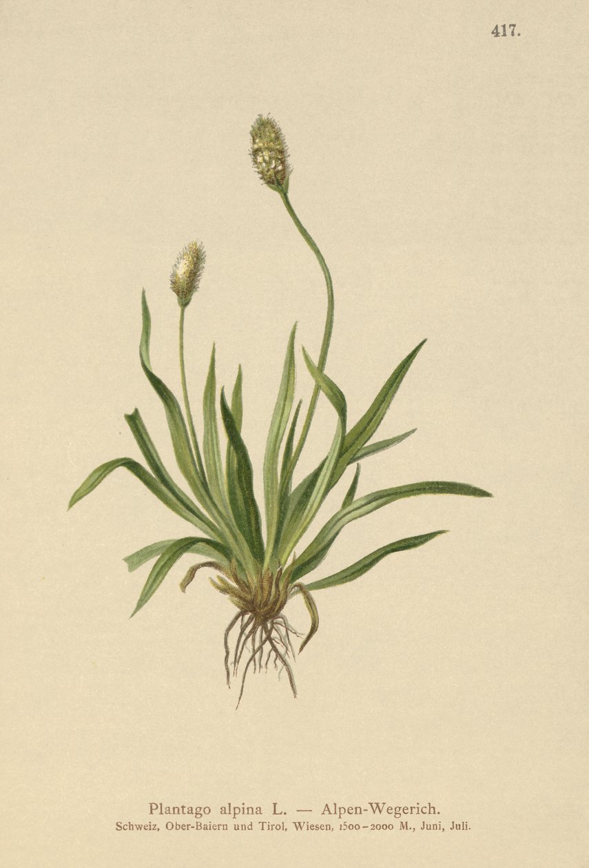 Alpin groblad (Plantago alpina) av German School
