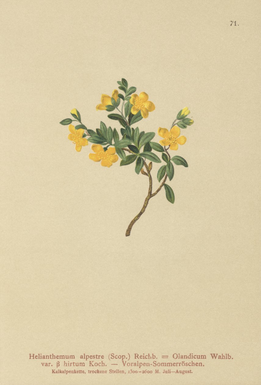 Alpin stenros (Helianthemum alpestre, Helianthemum Olandicum var. hirtum, Helianthemum montanum) av German School
