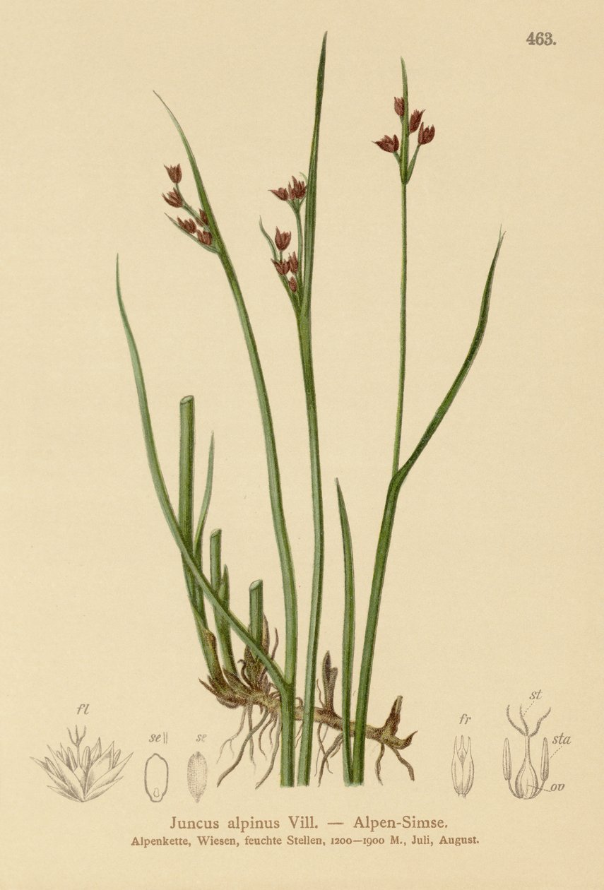 Alprus (Juncus alpinus, Juncus alpinoarticulatus) av German School